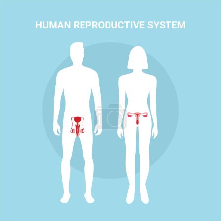 Das menschliche Fortpflanzungssystem. Weiblicher und männlicher Körper mit Organen des Fortpflanzungssystems isoliert auf blauem Hintergrund. männlicher und weiblicher Körper. Vektorillustration.