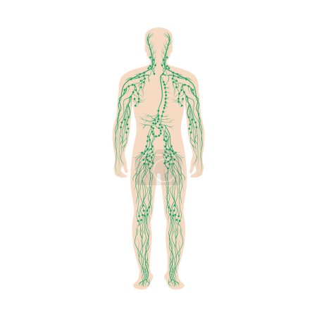Illustration for The lymphatic system labeled. Lymph nodes and ducts in male silhouette on white background. Male silhouette with lymph nodes isolated on white background. vector illustration. - Royalty Free Image