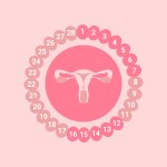 Menopause concept with female uterus on pink background