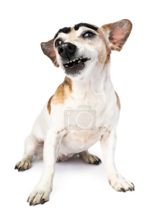 Photo for Funny dog sits upright on white. sarcastic judgmental haughty look. growls looking at camera with big black eyebrows. Amusing funny animal pet on white emotions theme photos series - Royalty Free Image