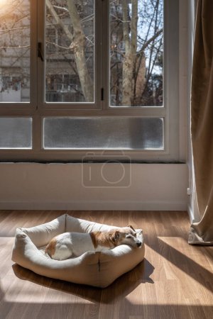 Cama de perro en sala de luz con ventanas. Pequeño perro descansando en una cómoda cama blanca en la habitación con suelo de parquet. Día soleado y brillante con sombras de contraste