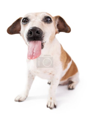 Tongue out. Lovely silly dog having fun. bully grimacing on white background. Joking adorable pet looking at camera. positive emotions cute doggie 