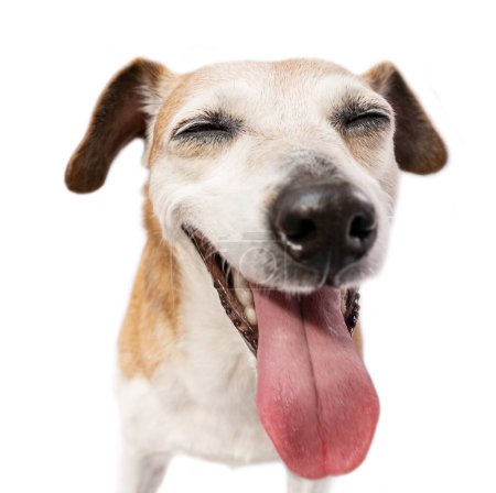 Happy smiling dog with closed eyes. Silly senior dog face enjoying fun. Close up head dog portrait on white background. Wide excited smile with tongue out 