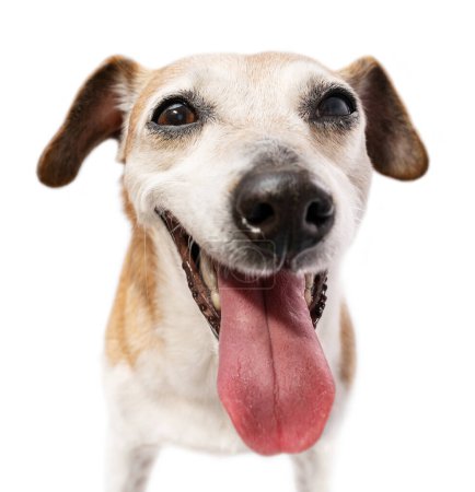 Photo for Satisfied silly dog face close up with open mouth tongue out. Wide happy smile. Big red tongue. Exited looking at camera. Emotional pet Jack Russell terrier head portrait on white background - Royalty Free Image