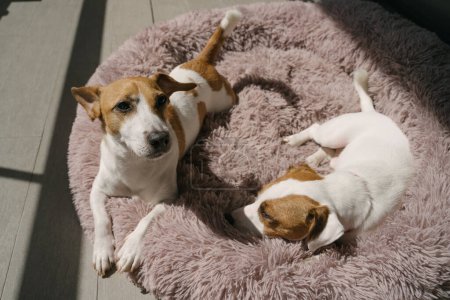 Foto de Perezoso Dos lindos perros acostados. Adorables perros blancos descansando en la soleada terraza de verano en el mullido sofá cama para mascotas. Ambiente relajado. Retrato familiar - Imagen libre de derechos