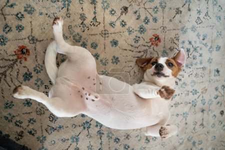 Silly young white dog Jack Russell terrier lying on the floor carpet belly up. Playful mood. Game time naughty funny small pet