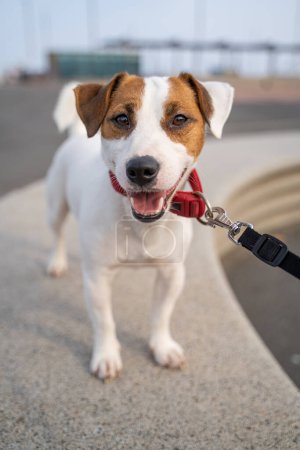 Foto de Sonriente perro blanco pequeño Jack Russell terrier con retrato de verano de cuello rojo. mirando a la cámara. Fondo urbano. Paseando con el perro en la ciudad. acogedora mirada amistosa - Imagen libre de derechos