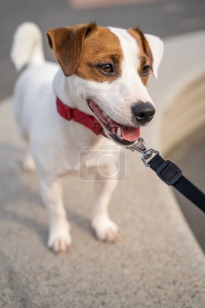 Foto de Lindo perro blanco pequeño Jack Russell terrier con retrato de verano de cuello rojo. mirando hacia otro lado. Fondo urbano. Paseando con el perro en la ciudad - Imagen libre de derechos