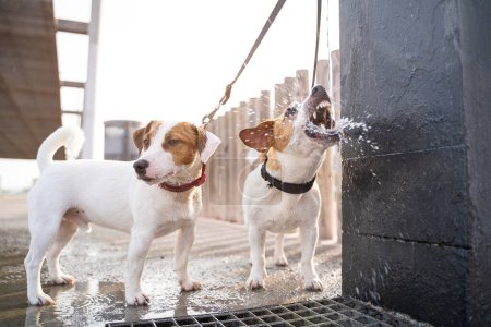 Foto de Bebedores de agua de la ciudad del grifo de la calle bebiendo perros fuente Jack Russell terriers. Sed de verano. mascotas divertidas enojadas con el chorro de agua tratando de atacar, boca abierta con dientes. Lucha con agua - Imagen libre de derechos