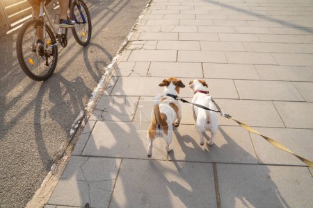 Téléchargez les photos : Chiens et vélo. Deux chiens avec double laisse vue arrière du point de vue du propriétaire marchant près de la piste cyclable. Bonne famille d'animaux de compagnie marche dans la grande ville du soir - en image libre de droit
