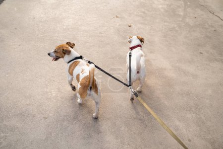 Foto de Adorable Dos perros Jack Russell terriers paseando por la ciudad con doble correa vista trasera desde la perspectiva del propietario Felices mascotas familia caminando pareja de mascotas - Imagen libre de derechos