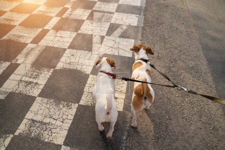 Foto de Dos perros con doble correa vista trasera desde la perspectiva del propietario caminando en carril bici a cuadros. Felices mascotas familia caminando en la noche gran ciudad - Imagen libre de derechos