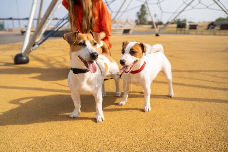 Foto de Dos perros paseando en verano disfrutando de un clima cálido y soleado. Superficie del patio naranja. Adorable mascota amigos jugando - Imagen libre de derechos