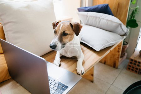 Foto de Ocupado perro de trabajo utilizando la computadora acostado en el banco de madera en casa de café para mascotas coworking cerca de la ventana - Imagen libre de derechos
