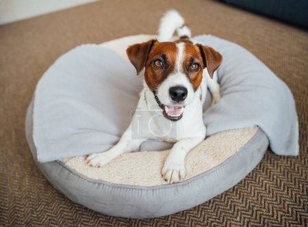 Foto de Feliz sonrisa Jack Russell terrier perro disfrutando de elegante cama redonda mascota. con manta gris. Casa moderna con mascota - Imagen libre de derechos
