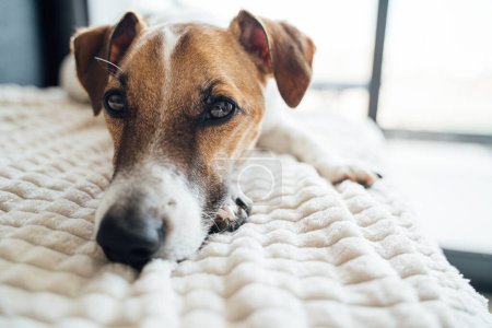 Foto de Nariz grande cerca del retrato de perro. Descansando cansada mascota Jack Russell terrier. tumbado en el sofá frente a la ventana - Imagen libre de derechos