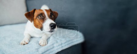 Foto de Perro acostado en un sofá azul mirando atentamente. bandera horizontal larga. Hogar comodidad lindo perro - Imagen libre de derechos