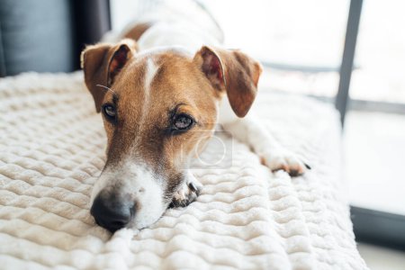 Foto de Primer retrato de perro. Mascota Jack Russell terrier cara acostado en el sofá en frente de la ventana. lindo triste cansado descansando perro - Imagen libre de derechos