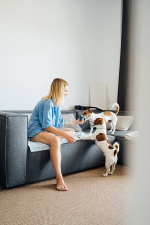 Foto de Mujer rubia en ropa azul jugando con dos perros Jack Russell terriers. Vista lateral del perfil. Domingo fin de semana en casa. Sentado en un sofá gris en la habitación luminosa apartamento moderno - Imagen libre de derechos