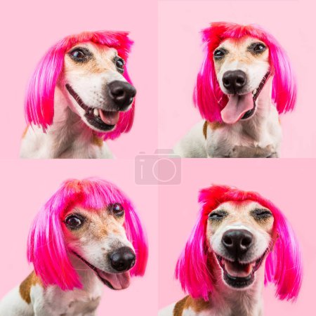 Foto de Perro pequeño de lujo en peluca rosa sobre fondo rosa mirando a la cámara y sonriendo tontamente. moda estado de ánimo mascota tendencia. Loco retrato de cara de mascota feliz. serie de 4 retratos collage - Imagen libre de derechos