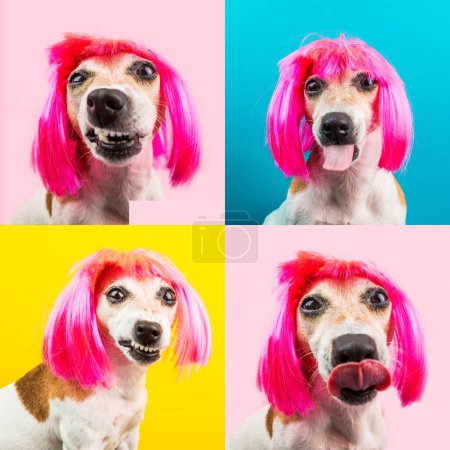 Angry small dog in pink wig on blue, yellow and pink background looking to the camera and making faces. Fashion pet with fancy silly hairstyle. Collage set multiple 4 photos 