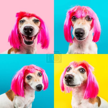 Foto de Perro en peluca rosa sobre fondo azul, amarillo y rosa mirando a la cámara. Mascota de moda con peinado elegante. Collage conjunto de múltiples 4 fotos - Imagen libre de derechos