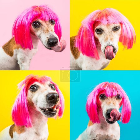 Foto de Estilo de moda peinado perro pequeño en peluca rosa sobre fondo azul, amarillo y rosa mirando a la cámara y lamiendo. lengua extremadamente larga. Cara de mascota graciosa tonta. Collage conjunto de múltiples 4 fotos - Imagen libre de derechos