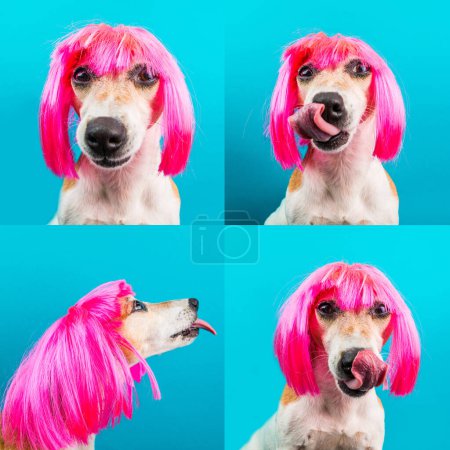 Foto de Elegante perro pequeño en peluca rosa sobre fondo azul mirando a la cámara. Vista frontal y lateral del perfil. Mascota de moda con peinado tonto de lujo. Collage conjunto de múltiples 4 fotos - Imagen libre de derechos