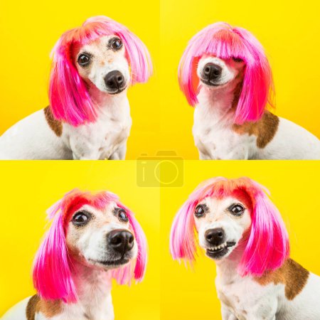 Foto de Divertido perro pequeño tonto en peluca rosa sobre fondo amarillo mirando a la cámara. Humor elegante Mascota de moda. Adorables emociones brillantes. Collage conjunto de 4 fotos - Imagen libre de derechos