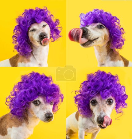 Foto de Divertido perro sonriente con una peluca púrpura. Tonto hocico de perro zorro. Peluca rizada violeta divertido peinado. Fondo amarillo. Collage de 4 imágenes de emociones expresivas - Imagen libre de derechos