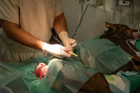 Hund Dane auf dem Operationstisch. Eine Operation zur Entfernung eines Tumors am Oberschenkel eines Hundes ist im Gange. Hund unter Vollnarkose. Das Haustier des Patienten ist mit Geräten verbunden. Chirurg Tierarzt macht eine Operation 