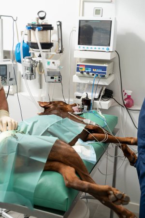 Foto de Gran perro danés en la mesa de operaciones durante la operación. bajo anestesia general. quirófano veterinario. inconsciencia. cirugía de pierna perro - Imagen libre de derechos