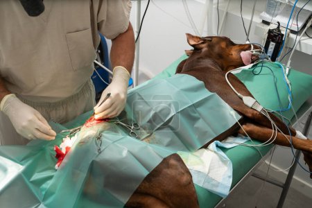 Photo for Surgeon veterinarian makes an operation on great Dane on the operating table. Surgery to remove a tumor on a dog's thigh is in progress. Dog under general anesthesia. patient is connected to  devices - Royalty Free Image