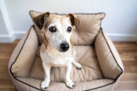 Cute dog with big eyes looking side lying sitting on comfortable beige dog bed sofa. Daylight resting on comfortable pet couch, horizontal composition, Elder Jack Russell terrier