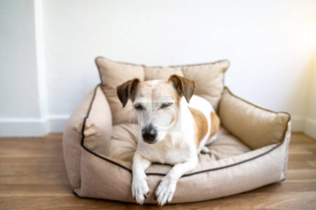 Foto de Lindo perro con los ojos cerrados acostado en sofá cama de perro. Soft Daylight descansando sobre cómodo sofá para mascotas, composición horizontal. Ambiente acogedor ambiente hogareño - Imagen libre de derechos