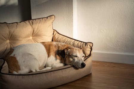 Foto de Dormir Adorable perro en sofá cama para mascotas. Perro relajante durmiendo la siesta en la luz de la tarde soleada. Napping anciano perro gris hocico Jack Russell terrier en cómodo sofá de perro - Imagen libre de derechos