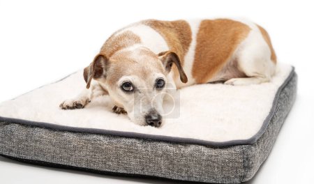 Foto de Perro acostado en la cama mullida mascota. Hora de dormir. Relajante en un cómodo sofá blanco. Calma somnoliento mascotas emociones - Imagen libre de derechos
