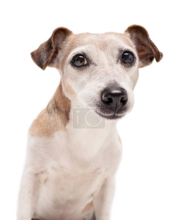 Foto de Perro sobre fondo blanco. Ojos inteligentes perro senior con pelo gris mirando a la cámara preguntando esperando. Calma mirada mascota - Imagen libre de derechos
