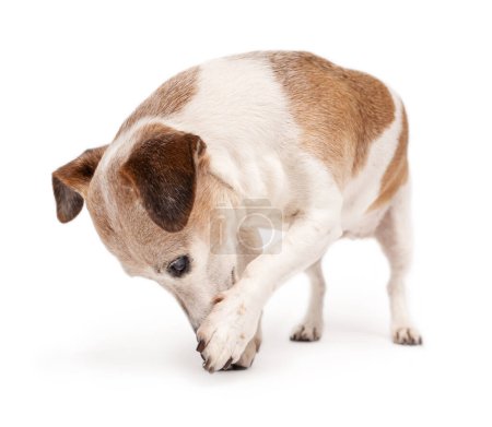Foto de Lindo perro Jack Russell terrier mirando hacia abajo inclinándose rascándose la cara con su pata. Fondo blanco - Imagen libre de derechos