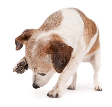 Foto de Pequeño perro Jack Russell terrier mirando hacia abajo inclinándose rascándose la cara con su pata. Fondo blanco - Imagen libre de derechos