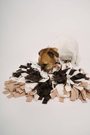Téléchargez les photos : Curieux chien payer manger en utilisant tapis à priser à la recherche de friandises alimentaires. puzzle de chien. Prise de vue. Curios petit animal Jack Russell terrier - en image libre de droit