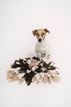 Téléchargez les photos : Chien assis à côté de tapis de coussin chien puzzle intellectuel. Plan studio - en image libre de droit