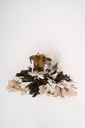 Dog using snuffle mat searching for food treats. dog puzzle. Studio shot. Curios small pet Jack Russell terrier