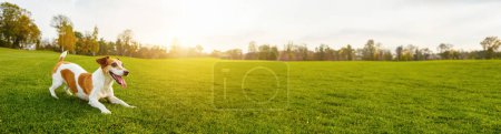 Verspielter Hund, der sich auf dem grünen Gras auf die Wiese legt. schöne grüne Natur. Abendsonne. Gegenlicht. Lange horizontale Hintergrund. Genießen Sie die Landschaft am Wochenende. Niedlicher kleiner Jack Russell Terrier