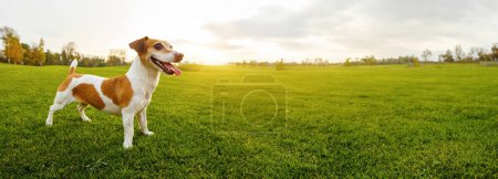 young dog in sunset sunbeams stands in full growth on green natural meadow with bright grass. Smiling happy active pet enjoying summer day outdoors. Long horizontal banner