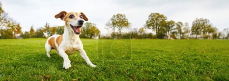 Aktiv spielender kleiner Hund Jack Russell Terrier, der zum Laufen bereit ist, holt ein Spielzeug. Spielen im Freien mit Haustier. Genießen Sie das Sommer-Wochenende auf dem Land. Lange horizontale Fahne. Grünes Gras Natur Hintergrund