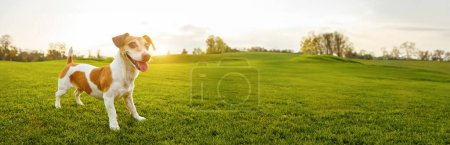 Happy smiling dog Jack Russell terrier full-length stands on green grass in nature in a meadow in the rays of the sunset summer sun. weekend countryside. Long natural horizontal banner