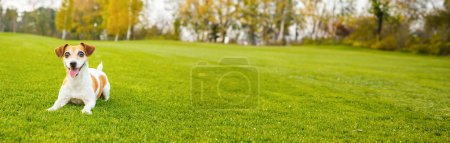 perro en la naturaleza. lindo perro blanco Jack Russell terrier acostado en la hierba verde, sonriendo lengua hacia fuera. Disfrutando del fin de semana de verano. Banner horizontal largo