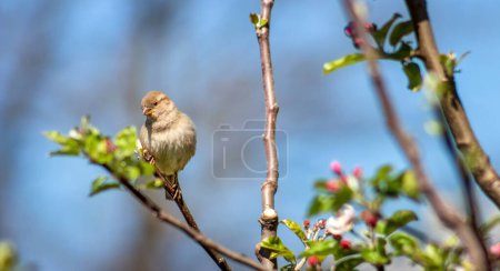 A sparrow sits on a branch of a blossoming apple tree and looks down, close-up