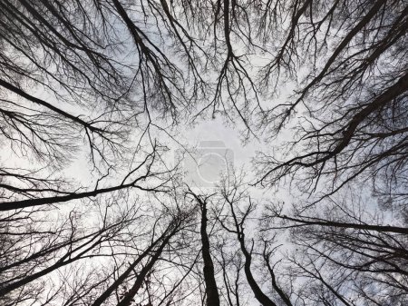 Téléchargez les photos : Winter tree crowns. Branches on a white background. - en image libre de droit